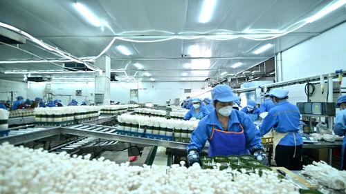 走進大灣區(qū) 菜籃子 生產(chǎn)基地 粵北首家工廠化栽培的食用菌企業(yè)